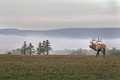 149 Elk (Cervus canadensis) - PA