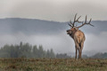 148 Elk (Cervus canadensis) - PA