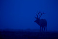 160 Elk (Cervus canadensis) - PA