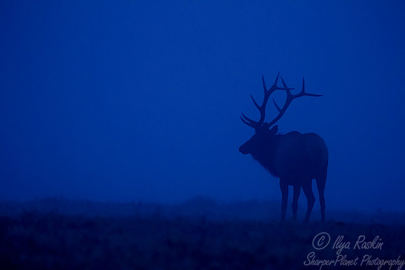 160 Elk (Cervus canadensis) - PA