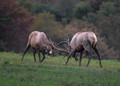 154 Elk (Cervus canadensis) - PA