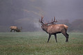 150 Elk (Cervus canadensis) - PA
