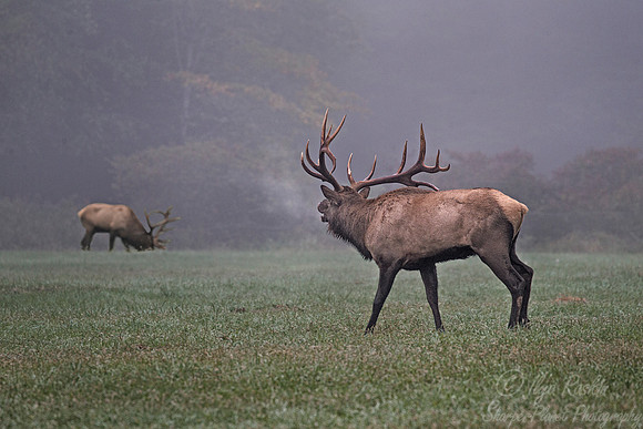 150 Elk (Cervus canadensis) - PA