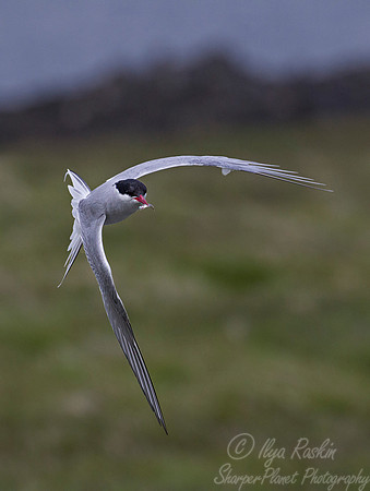 179 Arctic Tern (Sterna paradisaea) - Iceland