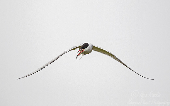 177 Arctic Tern (Sterna paradisaea) - Iceland