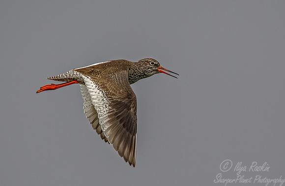 175 Common Redshank (Tringa totanus) - Iceland