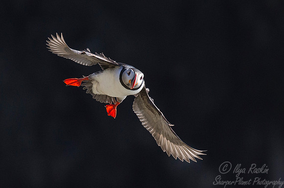 054 Atlantic Puffin (Fratercula arctica) - Iceland