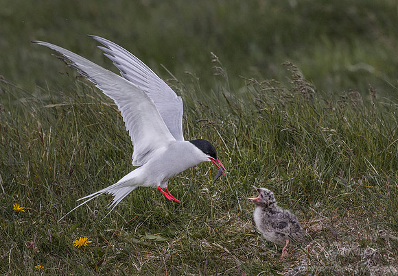 180 Arctic Terns (Sterna paradisaea) - Iceland