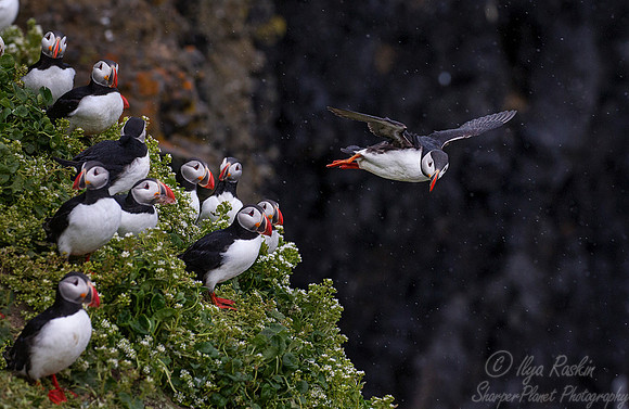 047 Atlantic Puffin (Fratercula arctica) - Iceland