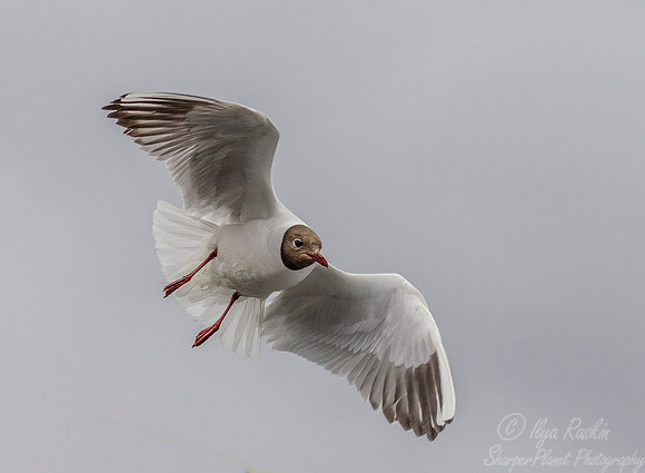 182 Laughing Gull (Leucophaeus atricilla) - Iceland