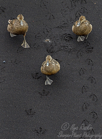 155 Common Eider (Somateria mollissima) - Iceland