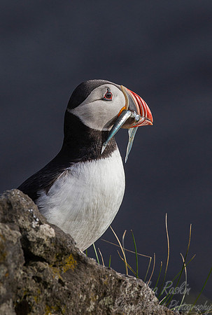 051 Atlantic Puffin (Fratercula arctica) - Iceland