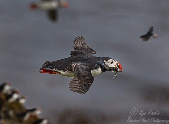 068 Atlantic Puffin (Fratercula arctica) - Iceland