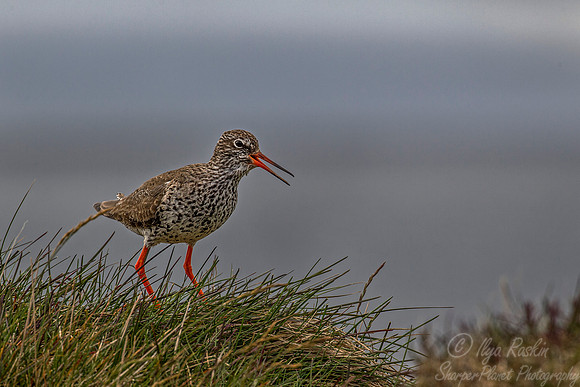176 Common Redshank (Tringa totanus) - Iceland