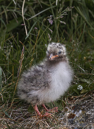 181 Arctic Tern chick (Sterna paradisaea) - Iceland