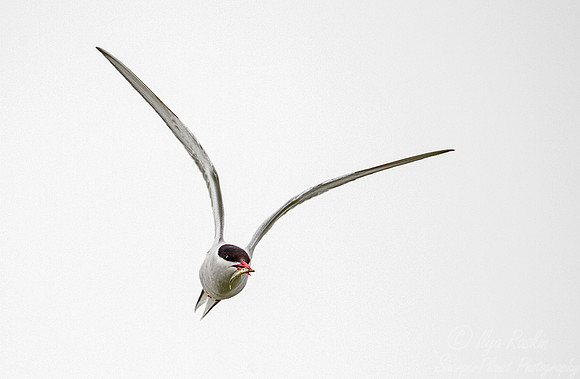 178 Arctic Tern (Sterna paradisaea) - Iceland