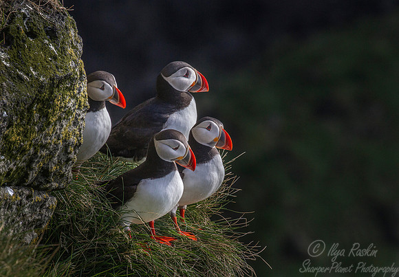 050 Atlantic Puffin (Fratercula arctica) - Iceland