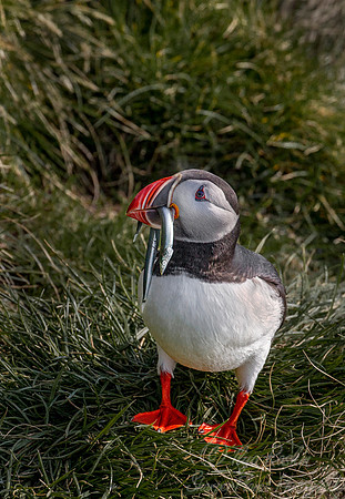 074 Atlantic Puffin (Fratercula arctica) - Iceland