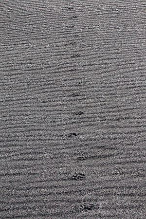 099 Red Fox tracks (Vulpes vulpes) - Iceland