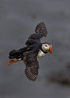 2015 Iceland Birds and Animals