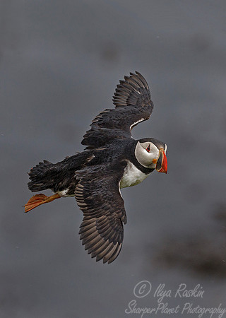 063 Atlantic Puffin (Fratercula arctica) - Iceland