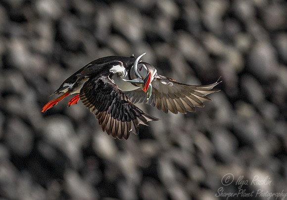 059 Atlantic Puffin (Fratercula arctica) - Iceland