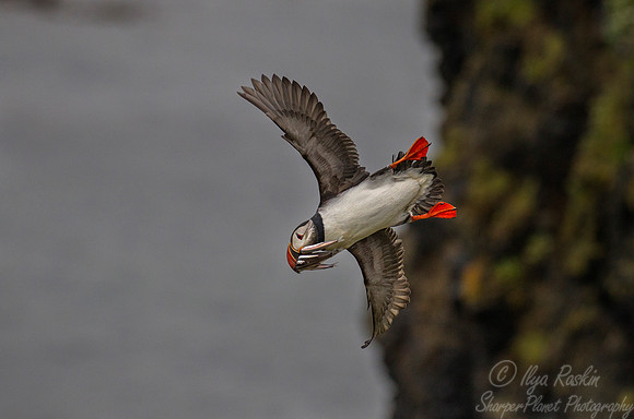 073 Atlantic Puffin (Fratercula arctica) - Iceland