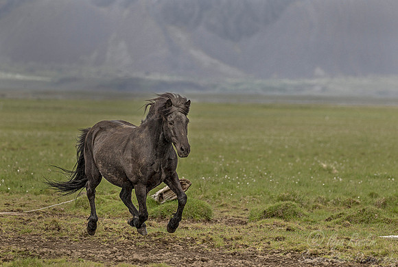 063 Horse (Equus caballus) - Iceland
