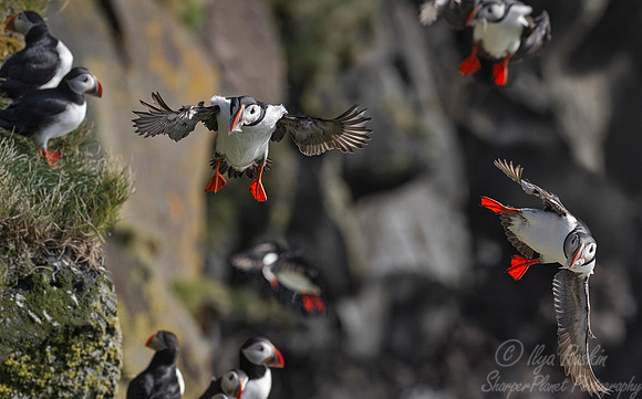 049 Atlantic Puffin (Fratercula arctica) - Iceland