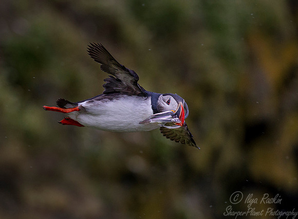 066 Atlantic Puffin (Fratercula arctica) - Iceland