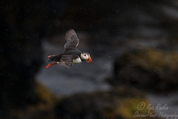 065 Atlantic Puffin (Fratercula arctica) - Iceland