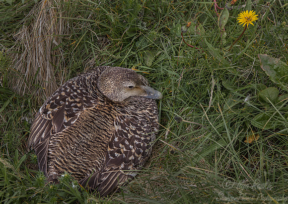 156 Common Eider (Somateria mollissima) - Iceland