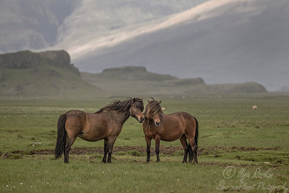 064 Horses (Equus caballus) - Iceland