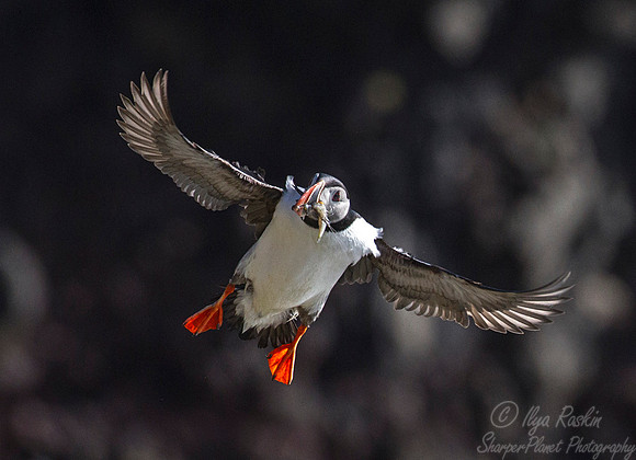 056 Atlantic Puffin (Fratercula arctica) - Iceland