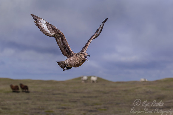183 Great Skua (Stercorarius skua) - Iceland