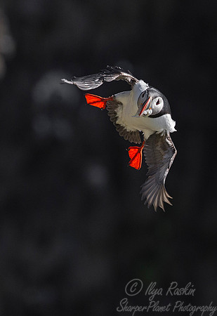 055 Atlantic Puffin (Fratercula arctica) - Iceland
