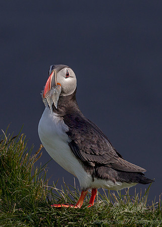 052 Atlantic Puffin (Fratercula arctica) - Iceland