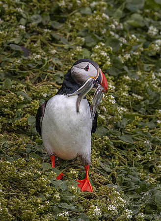 075 Atlantic Puffin (Fratercula arctica) - Iceland