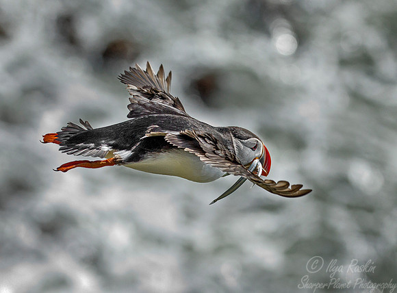 058 Atlantic Puffin (Fratercula arctica) - Iceland