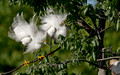 190 Snowy Egrets (Egretta thula) LA