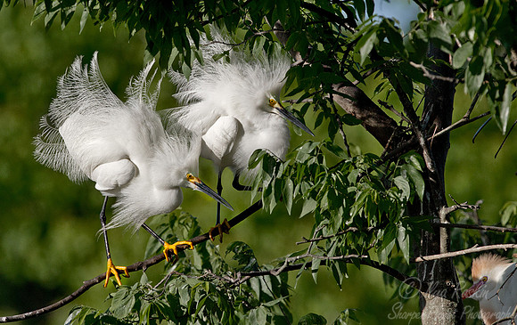 190 Snowy Egrets (Egretta thula) LA