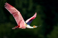 203 Roseate Spoonbill (Platalea ajaja) LA