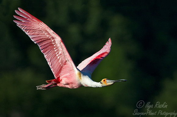 203 Roseate Spoonbill (Platalea ajaja) LA