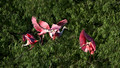 206 Roseate Spoonbills (Platalea ajaja) LA