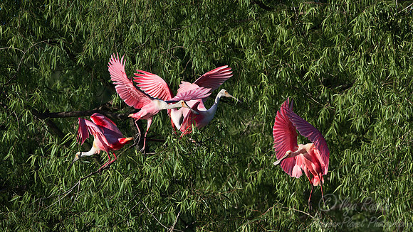 206 Roseate Spoonbills (Platalea ajaja) LA
