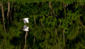 196 Cattle Egret (Bubulcus ibis) - LA