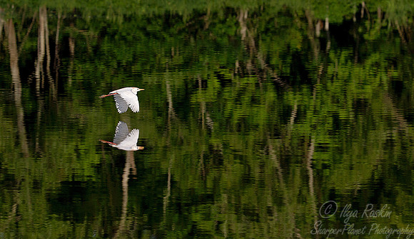 196 Cattle Egret (Bubulcus ibis) - LA