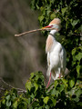 194 Cattle Egret (Bubulcus ibis) - LA
