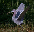 201 Little Blue Heron (Egretta caerulea) LA
