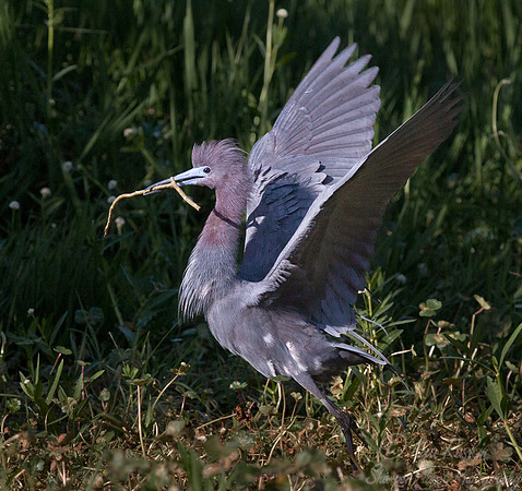 201 Little Blue Heron (Egretta caerulea) LA